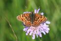 IMG_9819_Knapweed_Fritillary.JPG